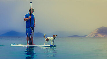 Jack Russell-Terrier