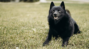 Der Schipperke