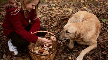 Dürfen Hunde Pilze fressen?