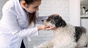 Nierenfiltrationsprobleme bei Hunden