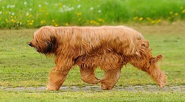 Rassenportrait Briard