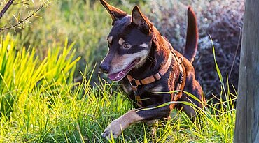 Australischer Kelpie