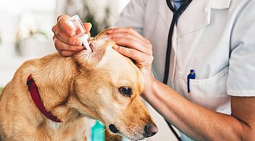 Ohrenentzündung beim Hund