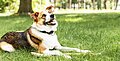5 Wege zur Verhinderung von Hundearthritis
