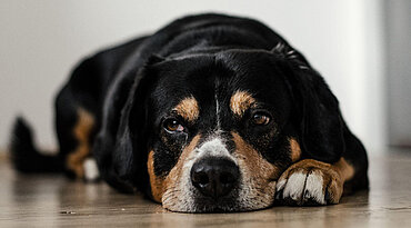 Arthrose bei Hunden: Einfache Mittel zur Schmerzlinderung