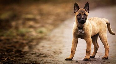 Belgischer Schäferhund