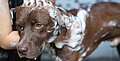 Wie man ein Haferflockenbad für Hunde mit juckender Haut macht