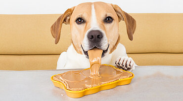 Dürfen Hunde Erdnussbutter essen