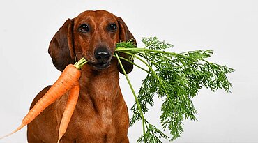 Dürfen Hunde Karotten essen? Alles, was Sie wissen müssen