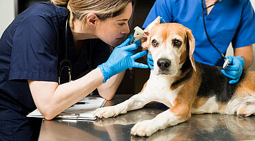 Ohrenentzündungen sind einer der häufigsten Gründe, warum  Tierhalter mit ihren Hunden zum Tierarzt gehen. Sie sind nicht  nur unangenehm für Ihren Hund und frustrierend für Sie.