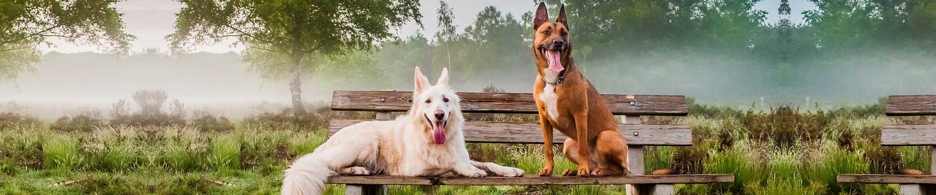 Hütehunde und Treibhunde FCIGruppe 1