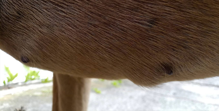 34++ Gutartiger tumor am after beim hund bilder , Lipome beim Hund