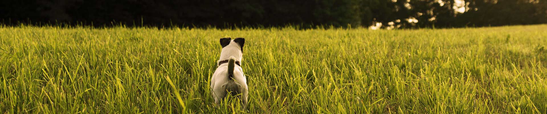 Niederläufige Terrier