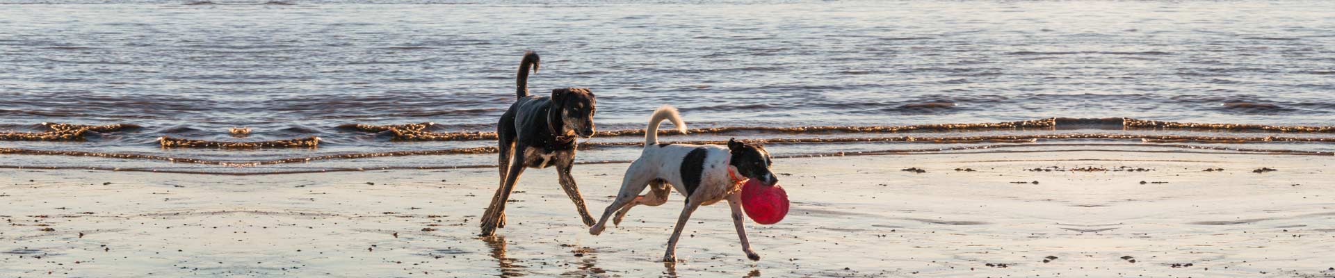 Testberichte zu Hundeprodukten Hundeportal24.eu