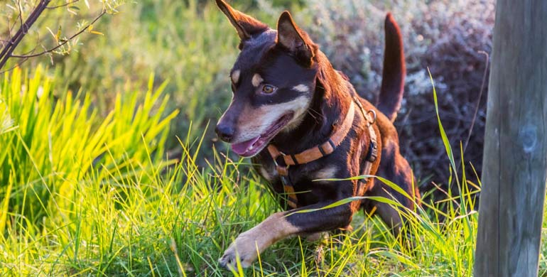 Australischer Kelpie