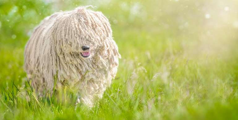 Der Puli ist eine ungarische Hunderasse