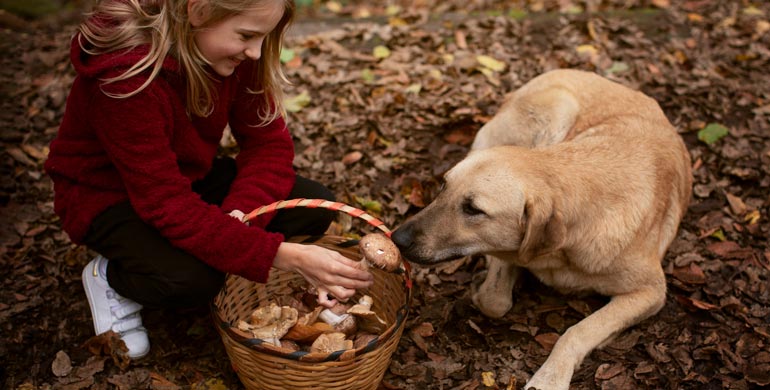 Dürfen Hunde Pilze fressen?