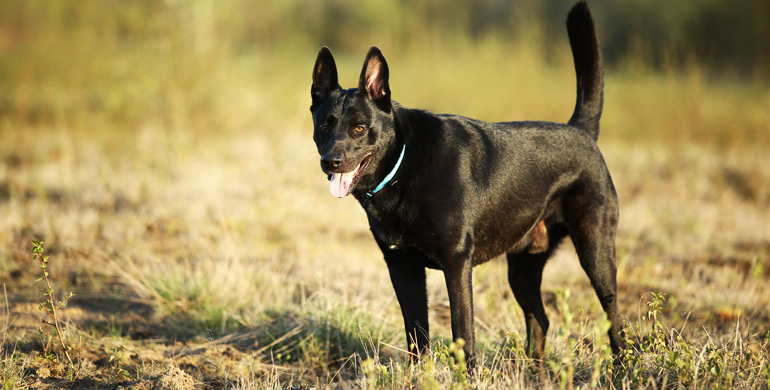 Holländischer Schäferhund